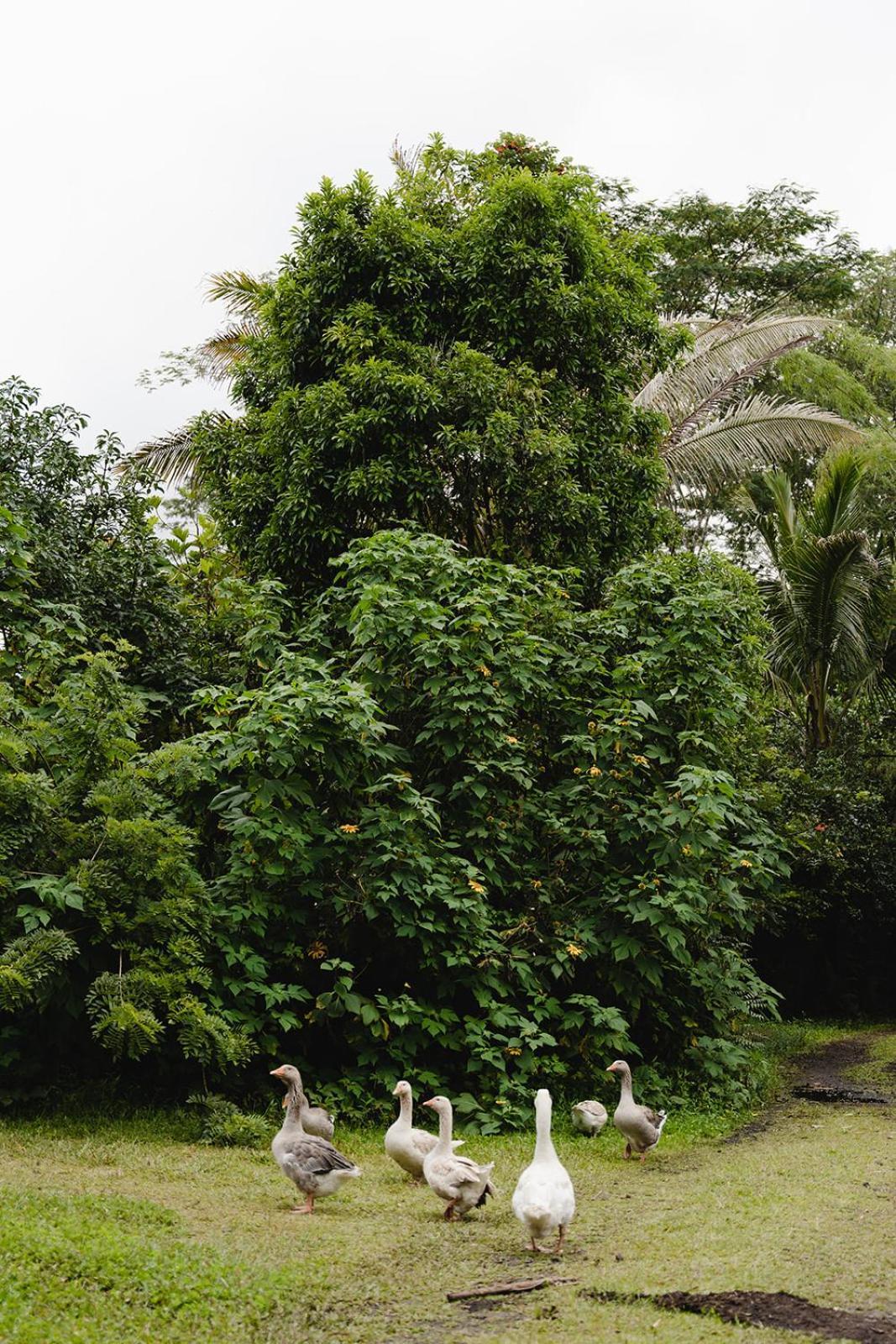 הוילה Pahoa Hawaiian Sanctuary Eco Retreat Center מראה חיצוני תמונה